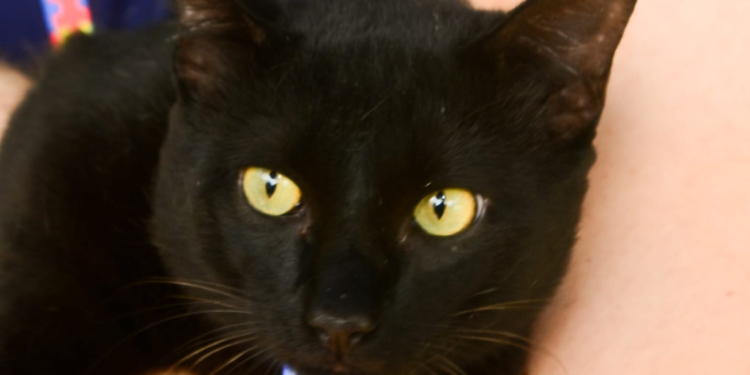 Mossoró terá sete pontos de vacinação antirrábica para cães e gatos nesta sexta-feira (4)