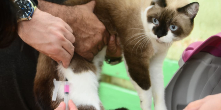 Campanha antirrábica imuniza mais de 20 mil cães e gatos em Mossoró